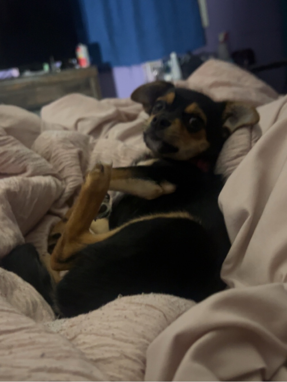 Live notification! Special deals all proceeds go towards my puppy’s spay appt